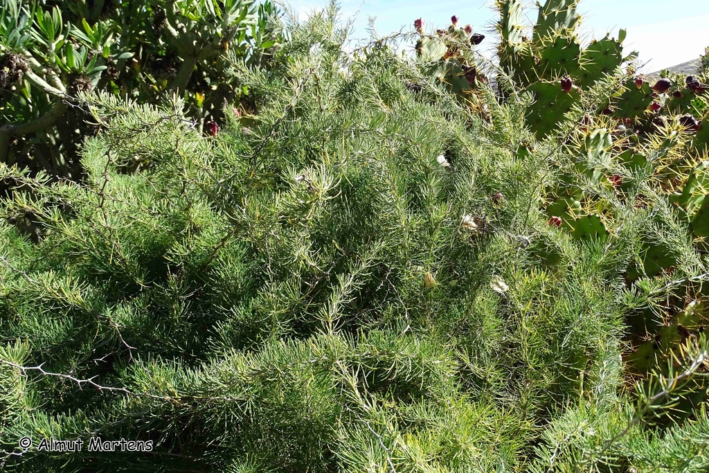 Hook-thorn Asparagus