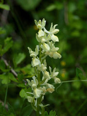 Orchis provincialis