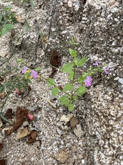 Stachys tenerrima