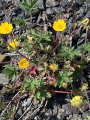 Potentilla rubricaulis