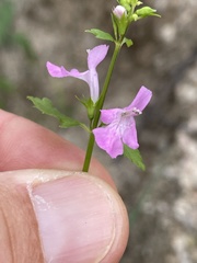 Stachys tenerrima