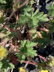 Potentilla rubricaulis