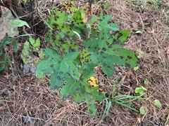 Cercospora liquidambaris