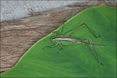 Conocephalus albescens