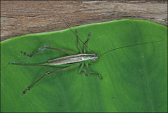 Conocephalus albescens