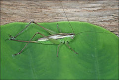 Conocephalus albescens