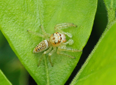 Opisthoncus parcedentatus