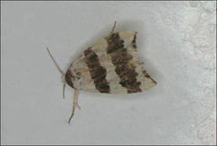Zonopetala divisella