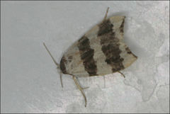 Zonopetala divisella