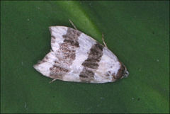 Zonopetala divisella