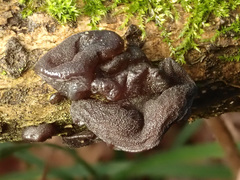 Exidia truncata
