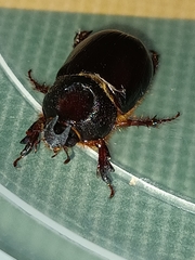 Temnorhynchus coronatus