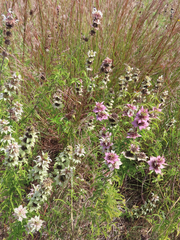 Monarda maritima