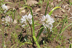 Allium brandegeei