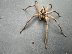 Lycosa erythrognatha