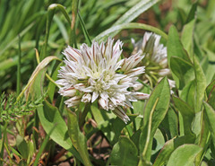 Allium brandegeei