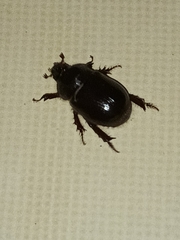 Temnorhynchus coronatus