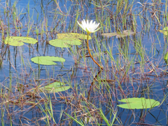 Nymphaea elegans