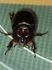 Temnorhynchus coronatus