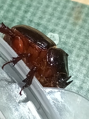 Temnorhynchus coronatus