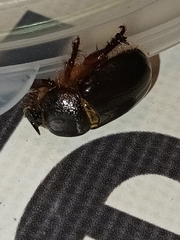 Temnorhynchus coronatus