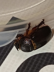 Temnorhynchus coronatus