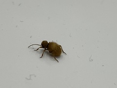 Niptus hololeucus