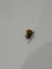 Niptus hololeucus
