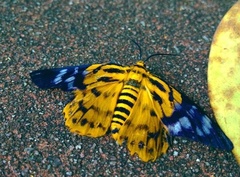 Dysphania subrepleta