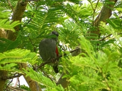 Pytilia phoenicoptera