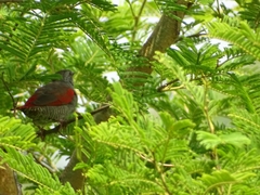 Pytilia phoenicoptera