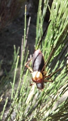 Coracinotus notarioi