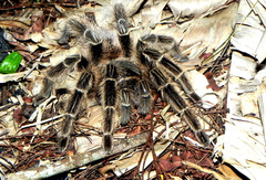 Lasiodora subcanens
