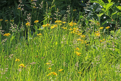 Arnica chamissonis