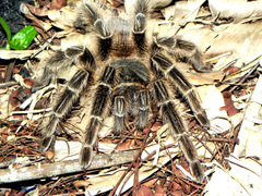 Lasiodora subcanens
