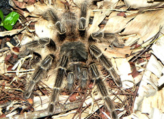 Lasiodora subcanens