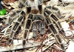 Lasiodora subcanens