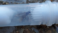 Myrmica americana