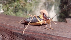 Coracinotus notarioi