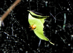 Nihonhimea tesselata