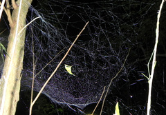 Nihonhimea tesselata