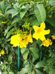 Allamanda cathartica