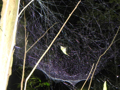 Nihonhimea tesselata