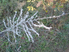 Echium italicum