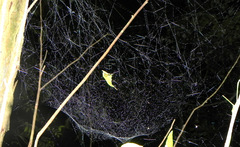 Nihonhimea tesselata