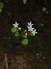 Crassula dentata