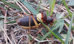 Coracinotus notarioi