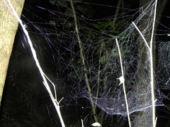 Nihonhimea tesselata