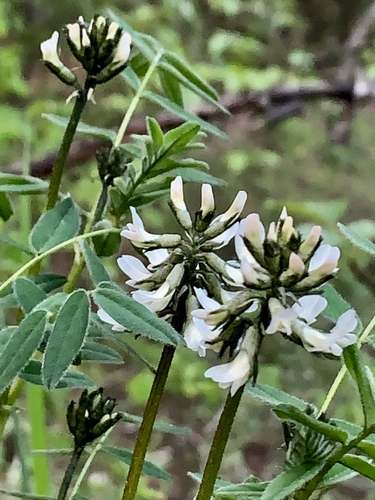 Astragalus robbinsii var. harringtonii