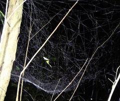 Nihonhimea tesselata